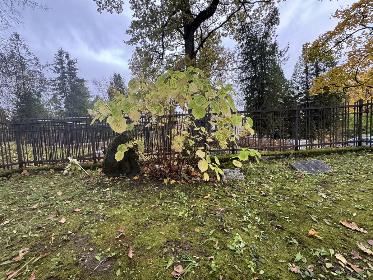 Viljandi Old Cemetery: plot wide 1