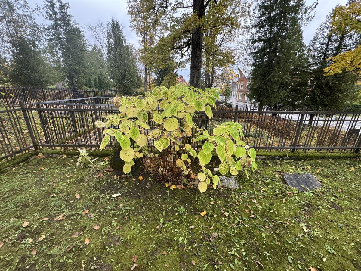 Viljandi Old Cemetery: plot wide 2